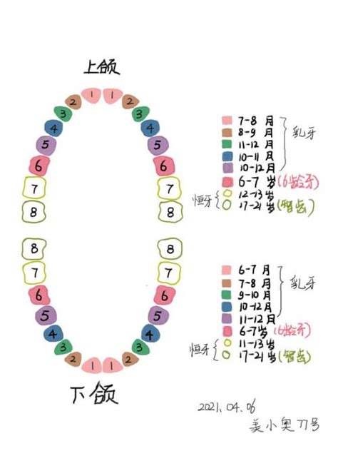 人有多少牙齒|牙齿（脊椎动物高度钙化组织）